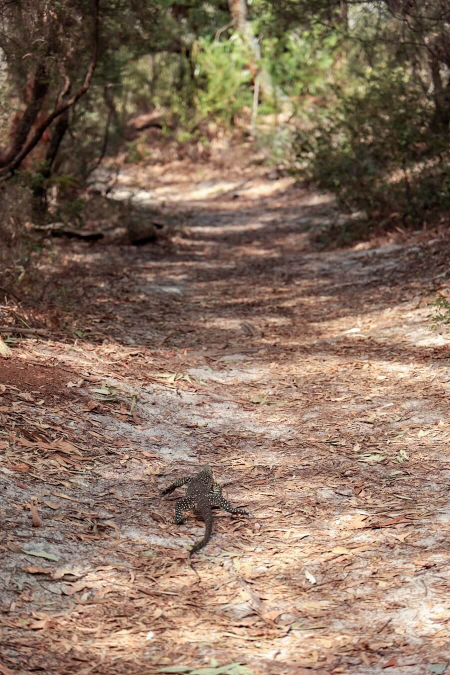 A goanna walks the trail towards Lake Wabby on Fraser Island 
