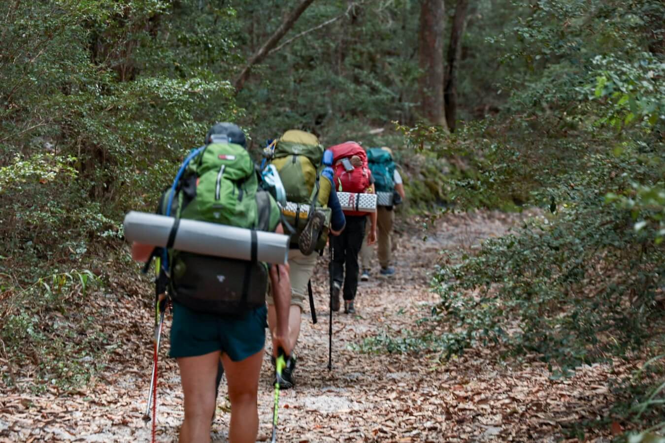 Group of hikers walking the K'gari Fraser Island Great Walk