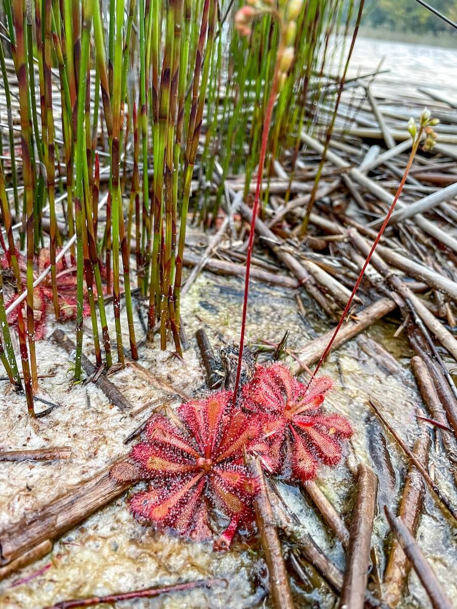 Reeds and plant life growing beside Lake Garawongera, Fraser Island.