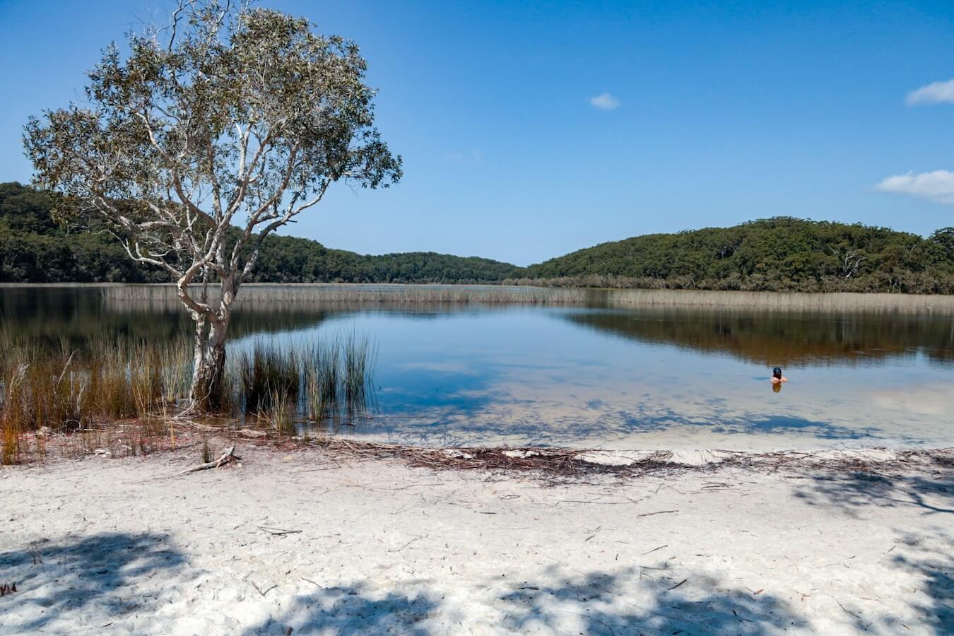 A man swims at Lake Garawongera on the K'gari Fraser Island Great Walk.