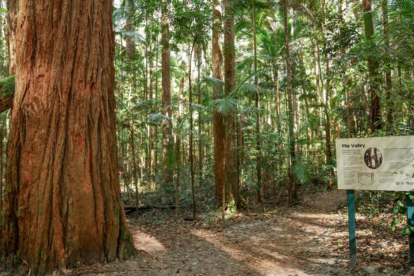 A large satinay tree and sign post for Pile Valley on Fraser Island