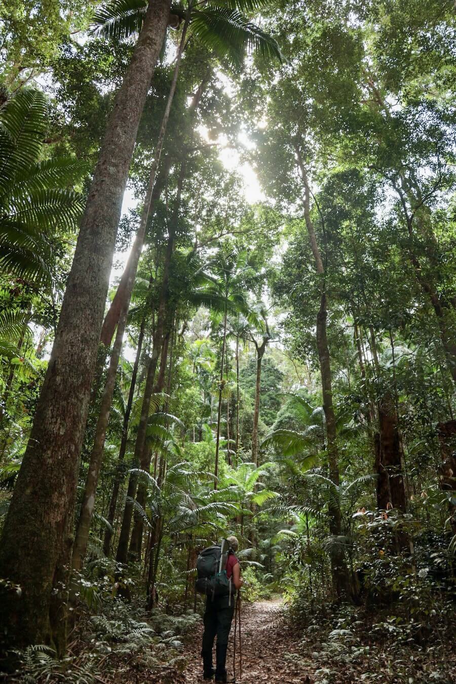 A hiker on the K'gari (Fraser Island) Great Walk looks up at trees in Valley of the Giants