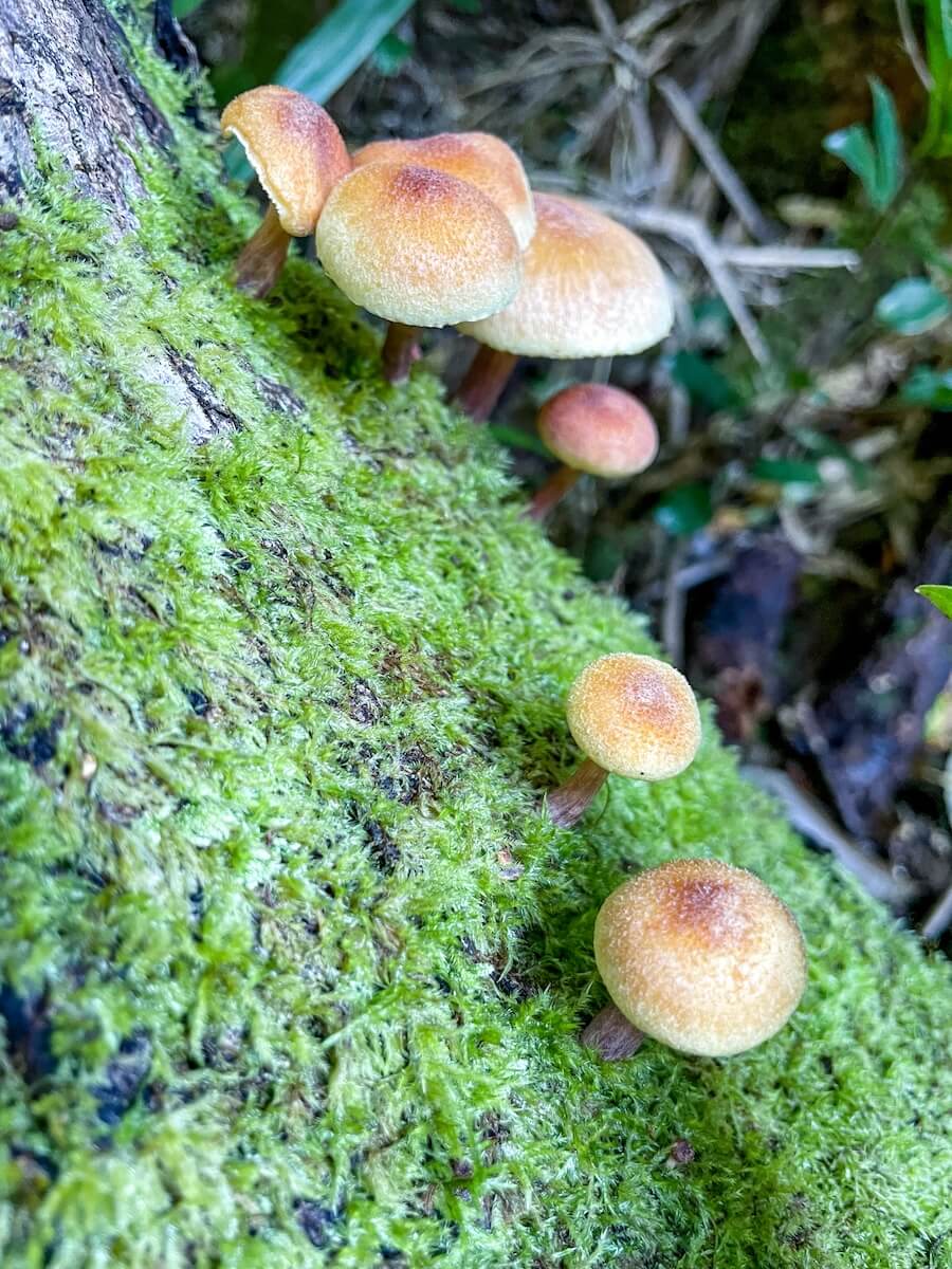 Fungi growing on a log