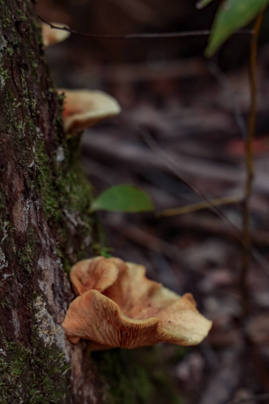 Closeup of fungi growing on a tree in Australian wilderness