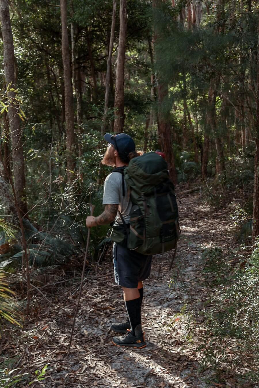A hiker with his backpack, looks up into the tree canopy.