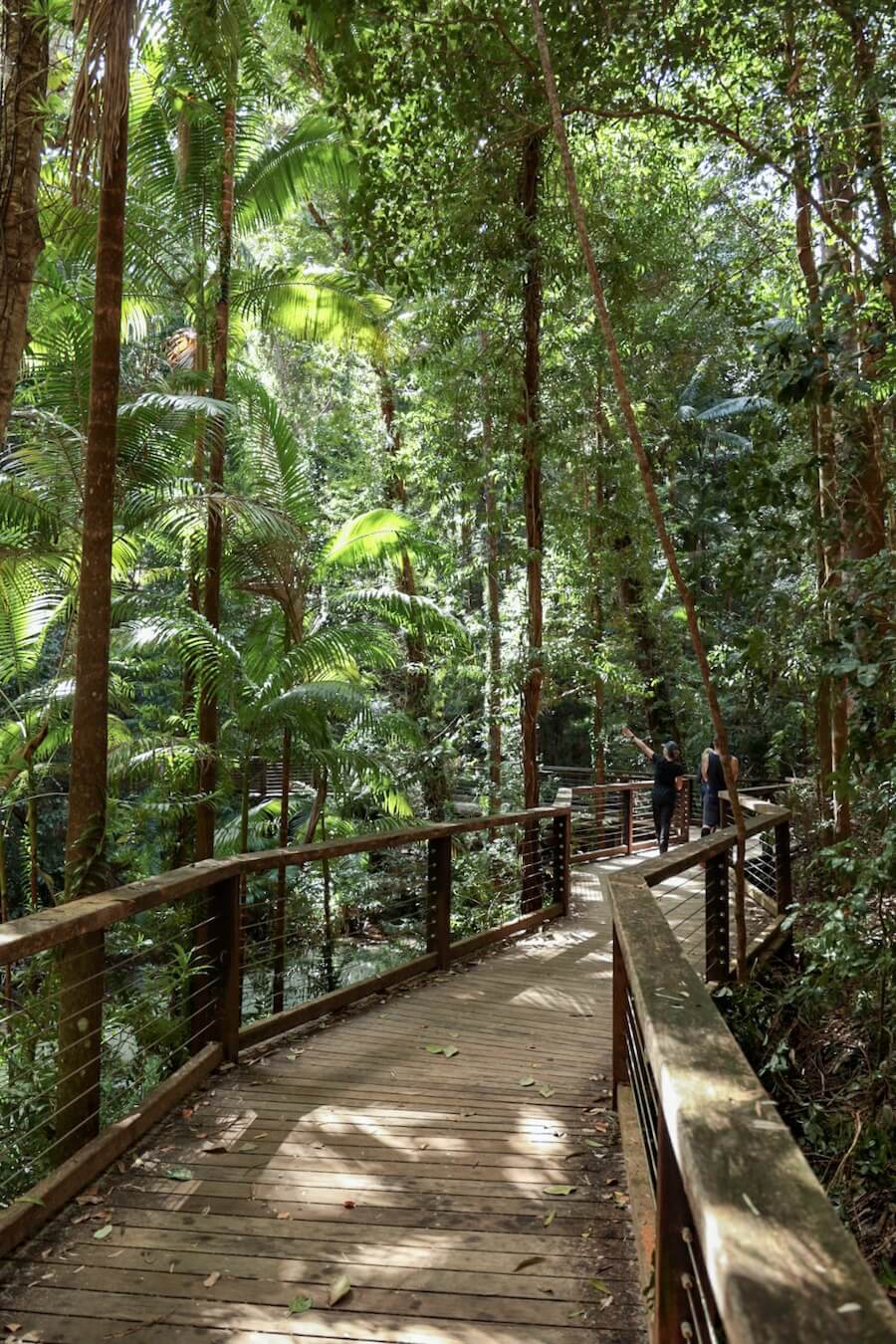 The boardwalk at Wanggoolba Creek among the giant ferns and palms on K'gari Fraser Island