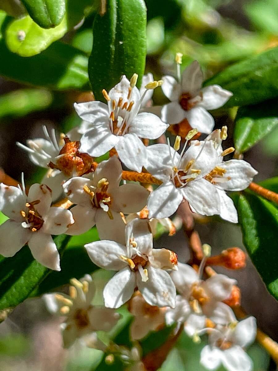 Closeup of Australian Wildflowers 