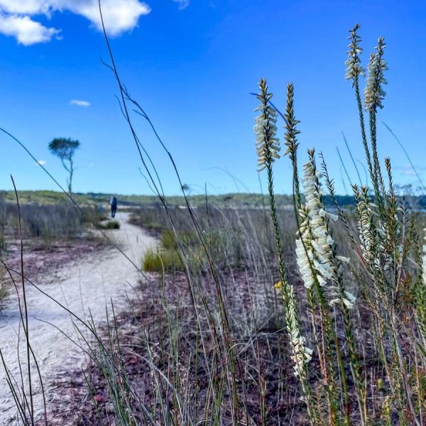 A closeup of wildflowers and a hiker walking the trail on the K'gari (Fraser Island) Great Walk in Australia