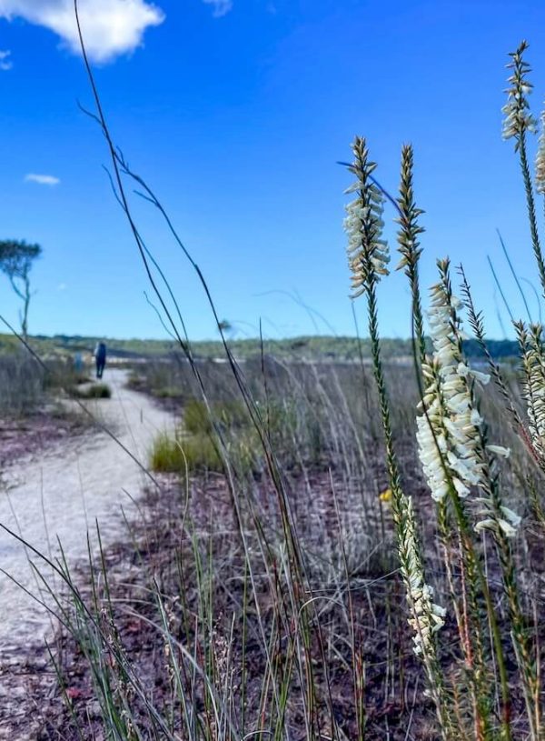 Hiking the K’gari (Fraser Island) Great Walk: All You Need to Know!