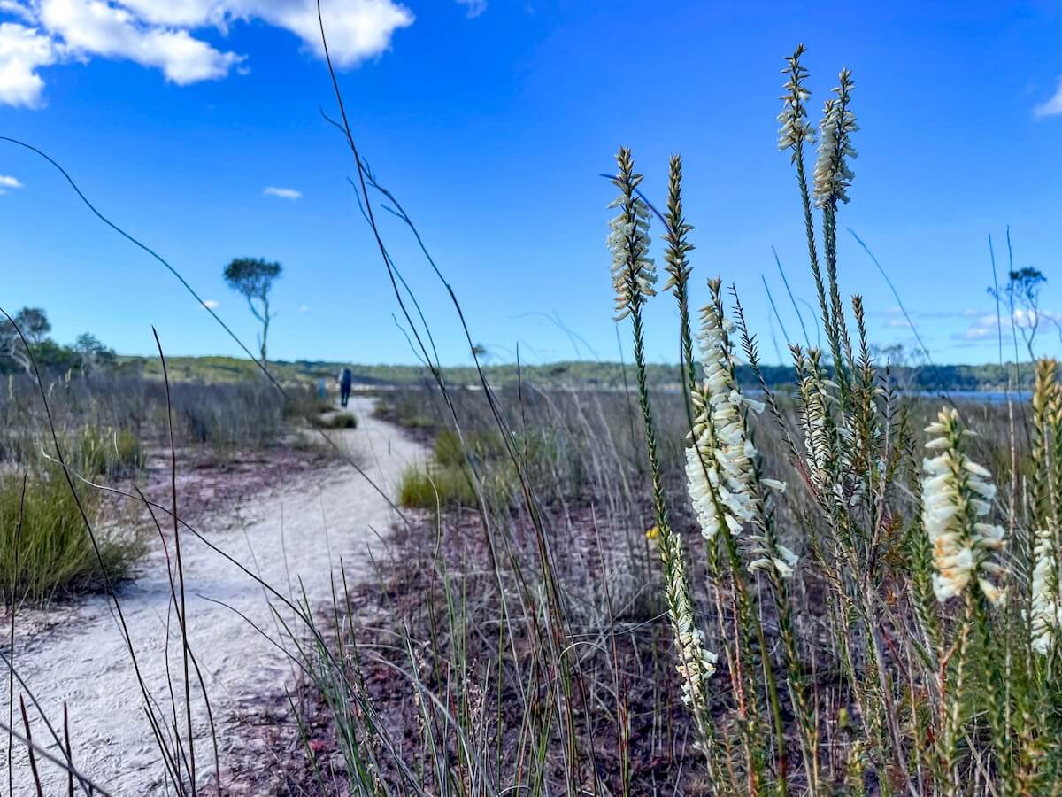 A closeup of wildflowers and a hiker walking the trail on the K'gari (Fraser Island) Great Walk in Australia