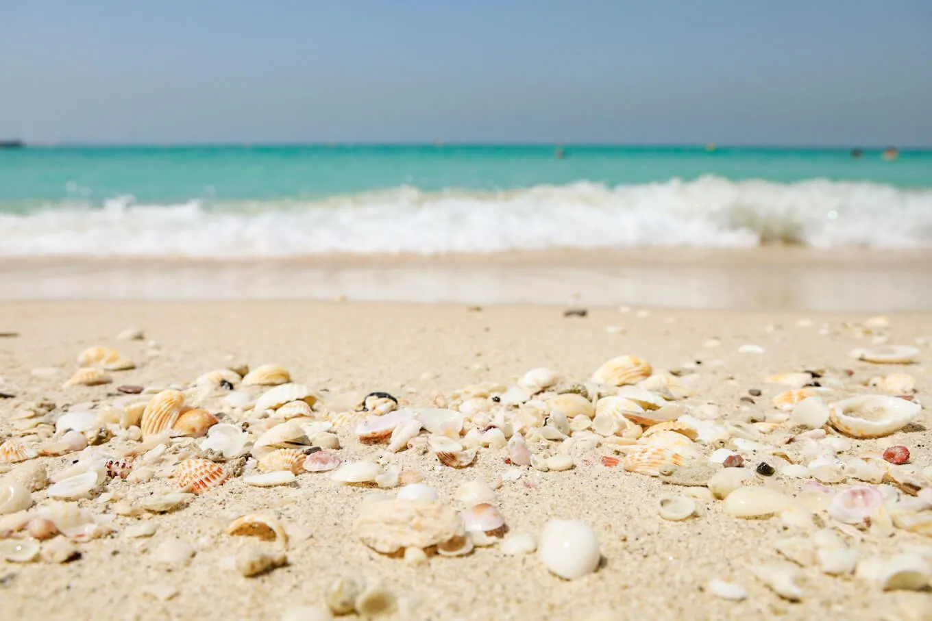 shells line the the most beautiful free beach in Dubai