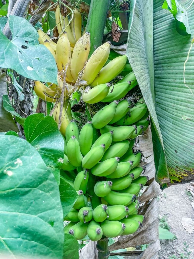 Bananas in the Lacandon