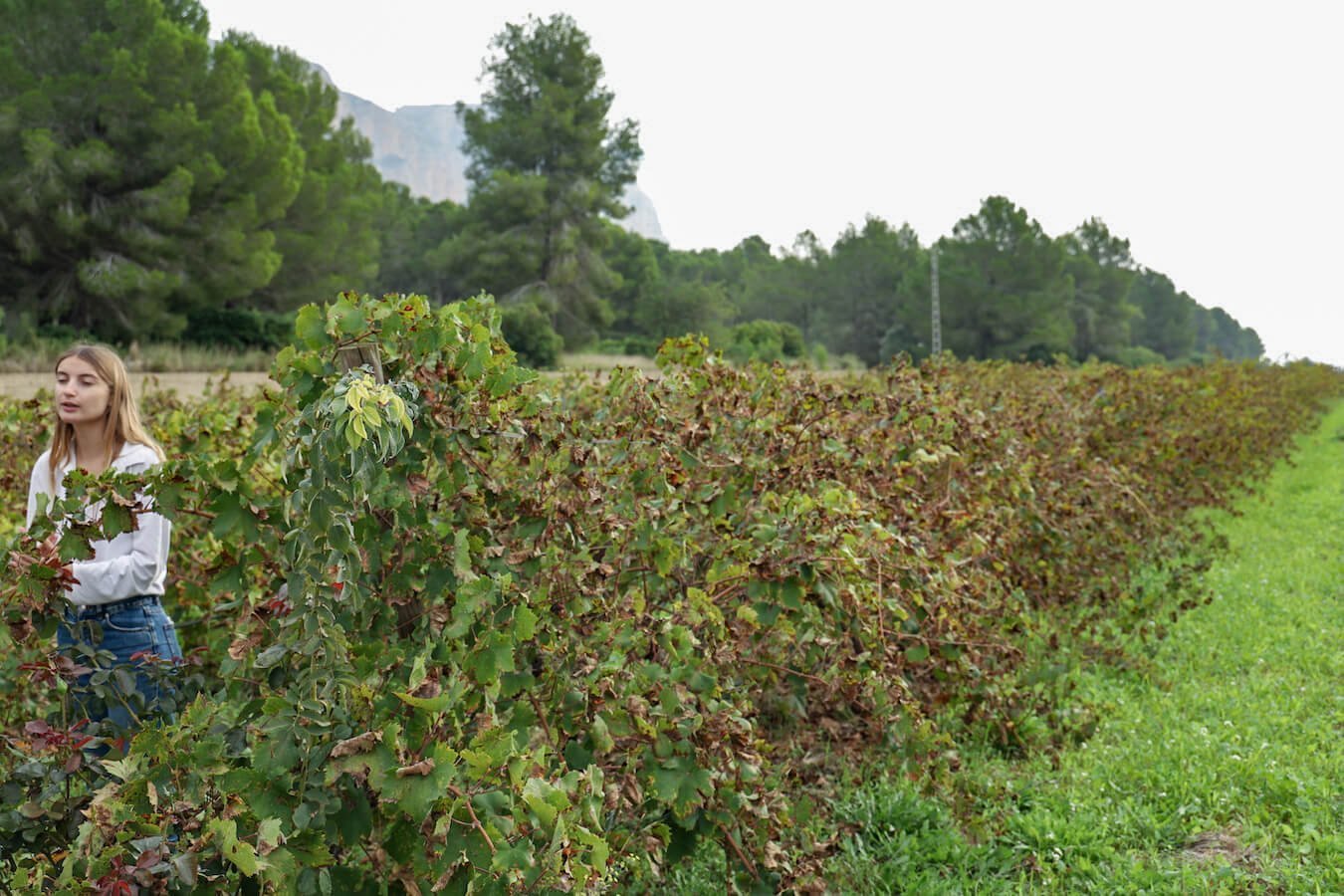 A team member from Les Freses Winery stands among the vineyards during a wine tasting tour in Javea / Xabia.