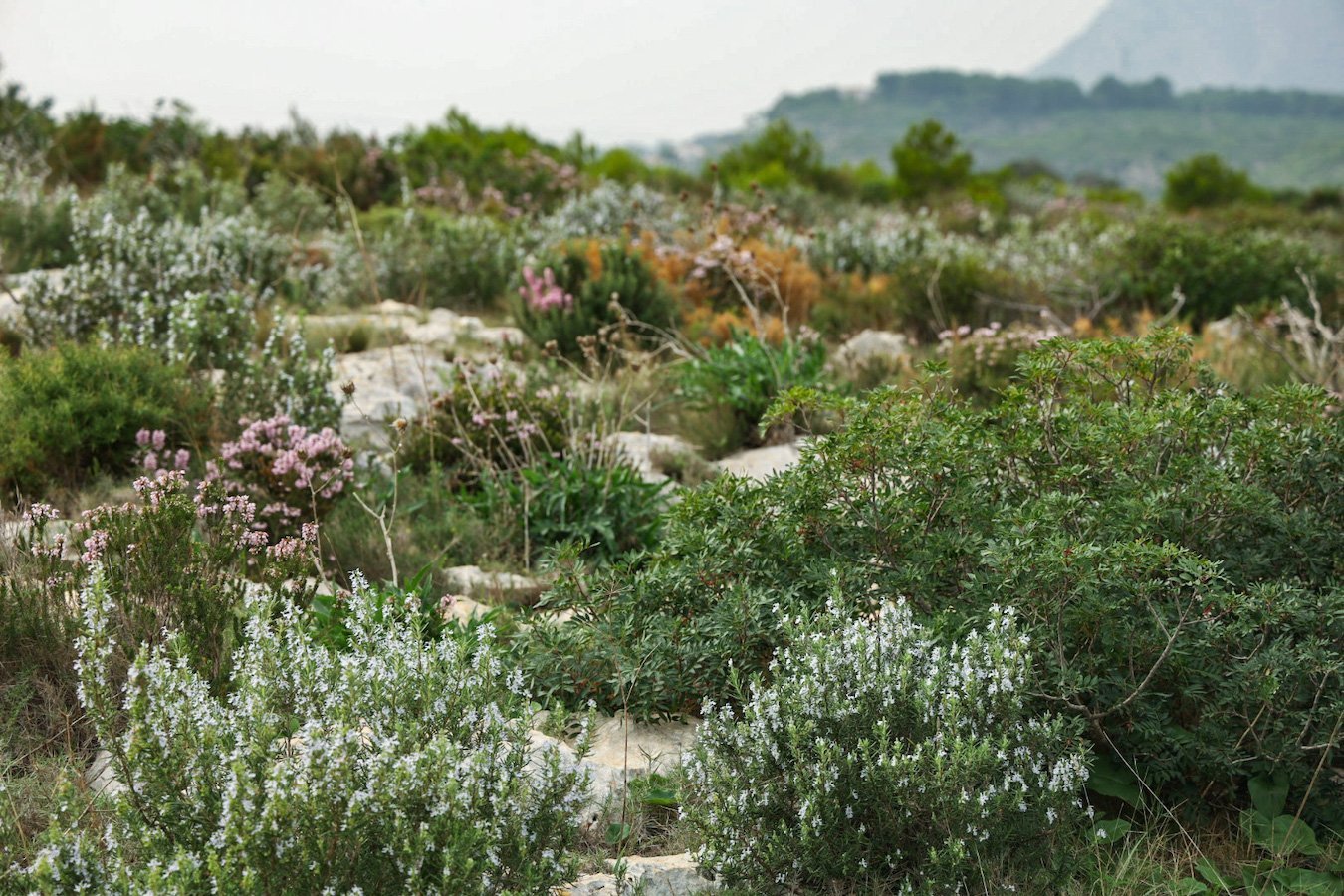 Wild flowers growing in the Montgo Parque Natural in Javea