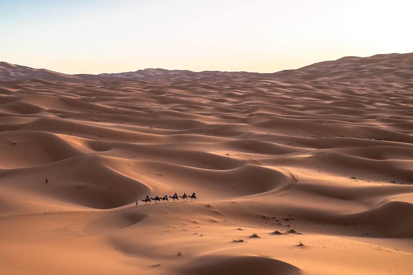 A caravan of camels walking through the Sahara Desert near Merzouga in the Erg Chebbi dunes.  This is one of the most popular things to do on Morocco travel itinerary.