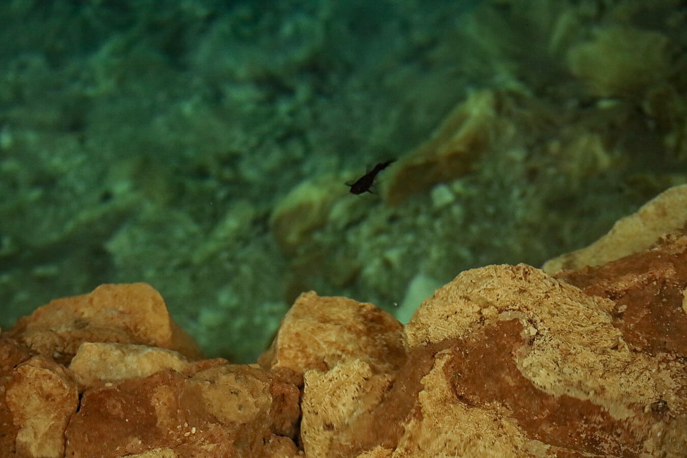 A small fish swimming in a Valladolid Cenote