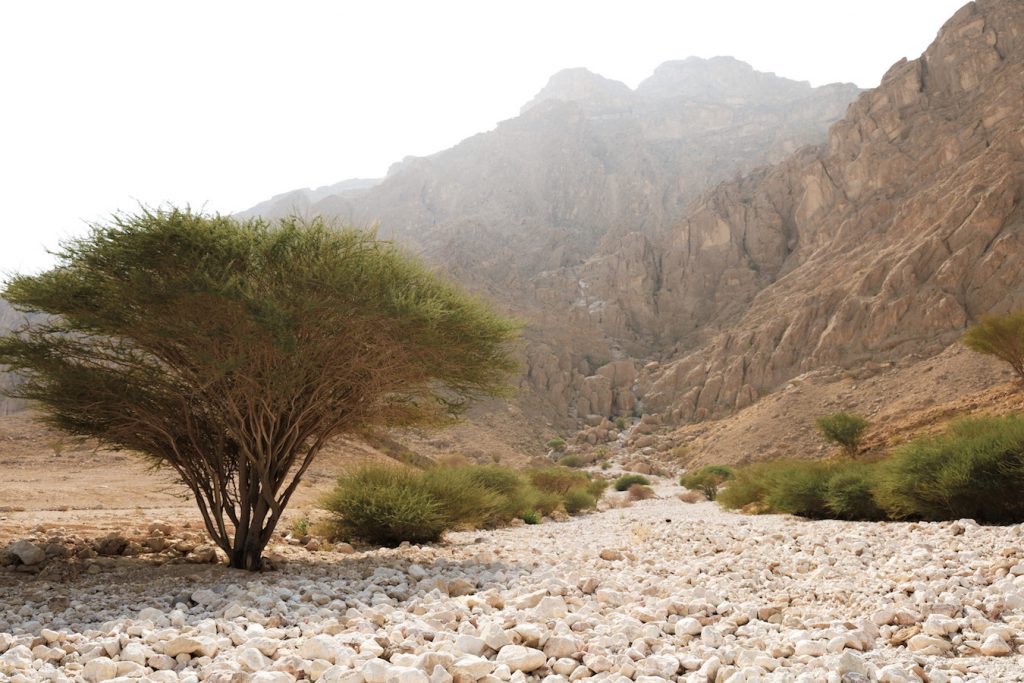 The white wadi - places to visit in Al Ain