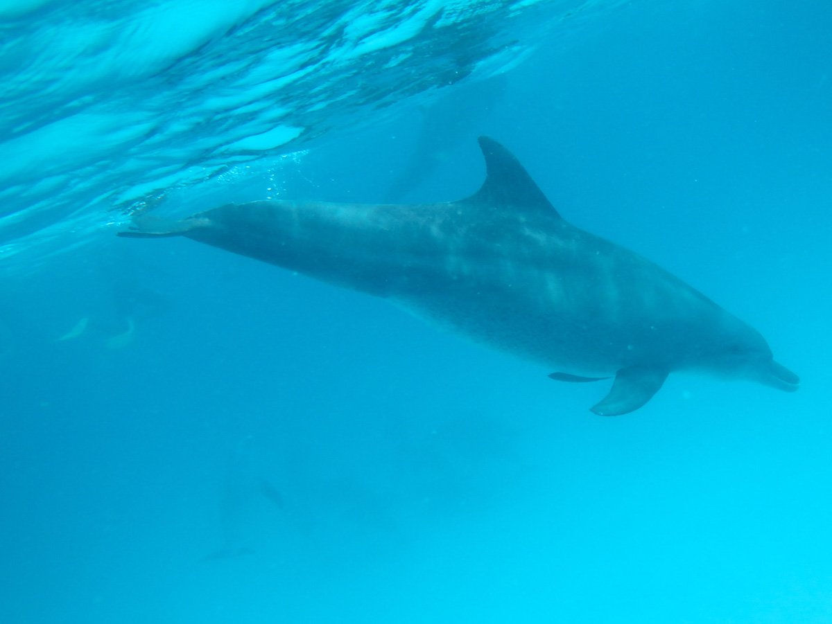 Dolphin tour and swimming near Mnemba Island in Zanzibar.  