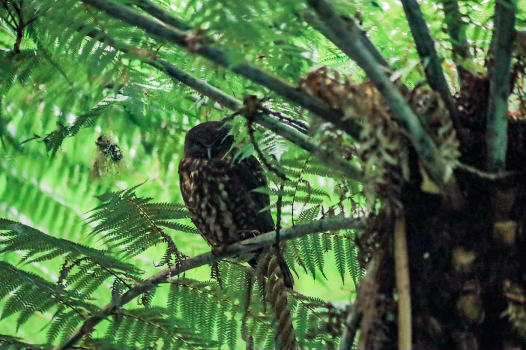 Morepork at Tiritiri Matangi sleeps under the cover of a ponga tree