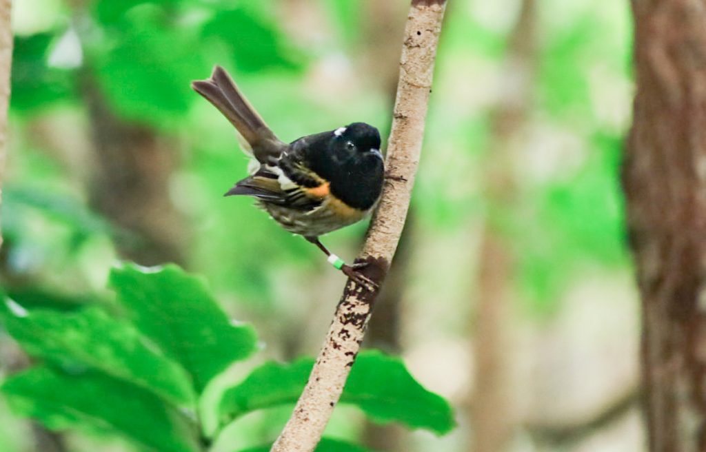 Hihi or stitchbird - these birds are endangered and were released on Tiritiri Matangi in order to support their repopulation.