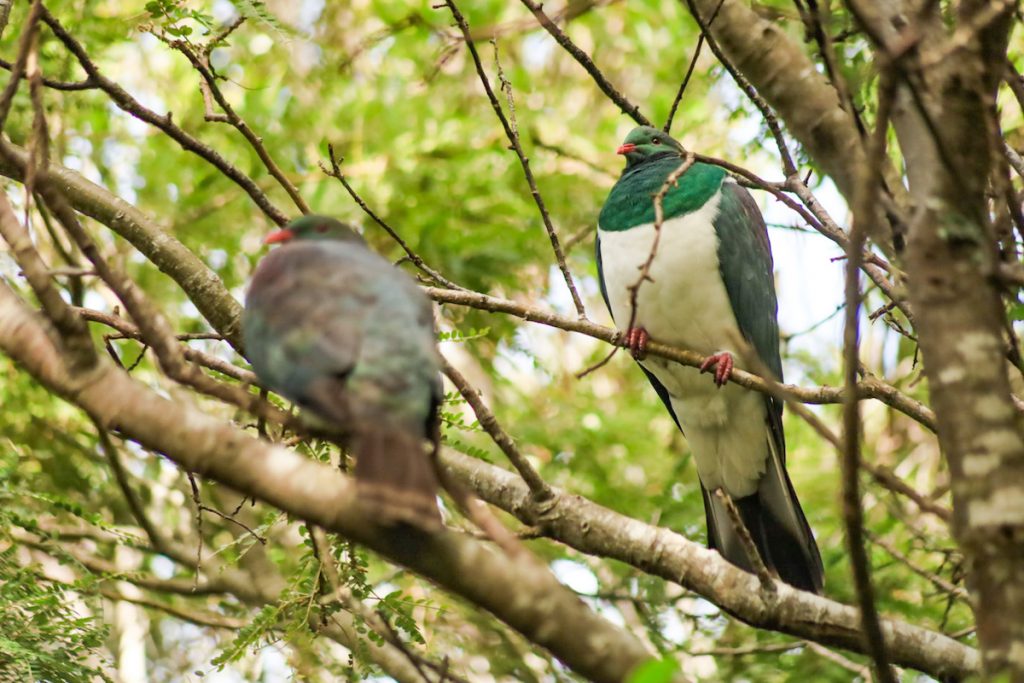 Kereru - New Zealand native wood pigeon