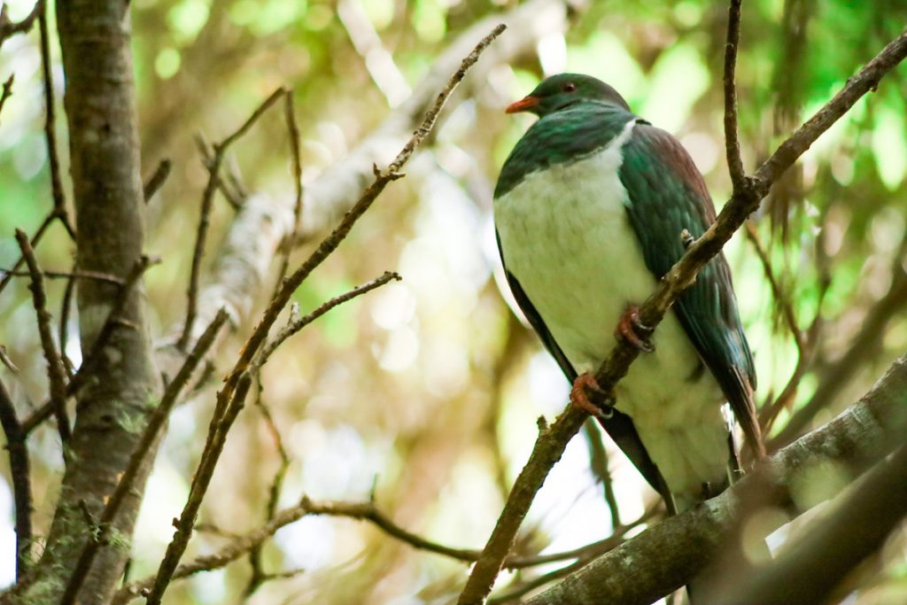 Birds Tiritiri Matangi