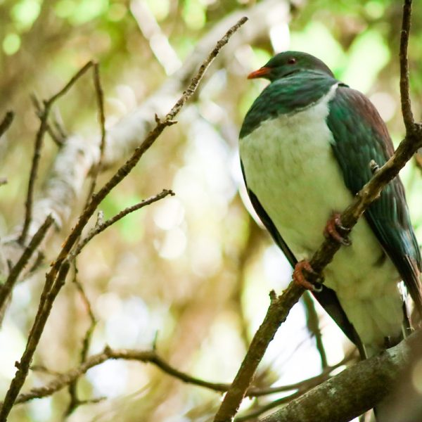 The Birds of Tiritiri Matangi – New Zealand