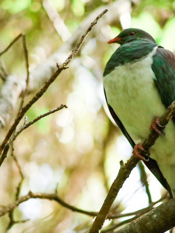 The Birds of Tiritiri Matangi – New Zealand