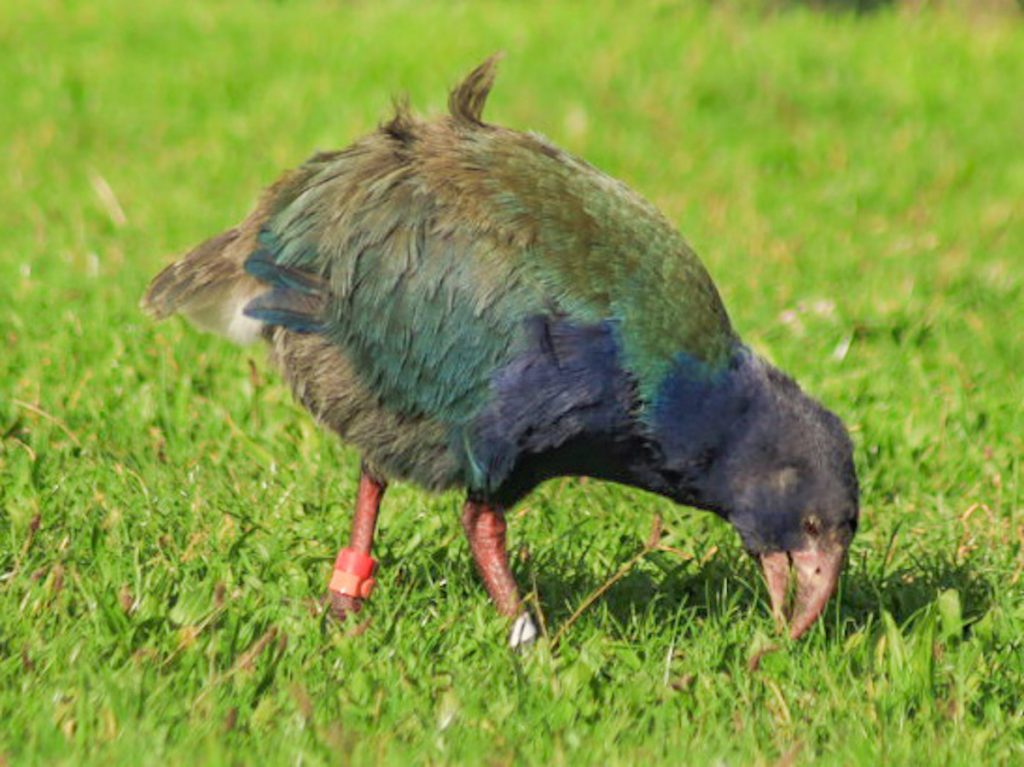 Endangered birds of New Zealand the takahe is very unique to Tiritiri Matangi