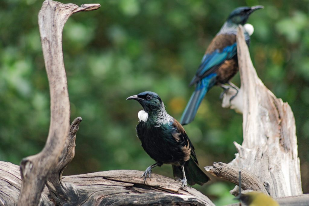 Tui pictured at feeding station on Tiritiri Matangi - these birds are common New Zealand native.