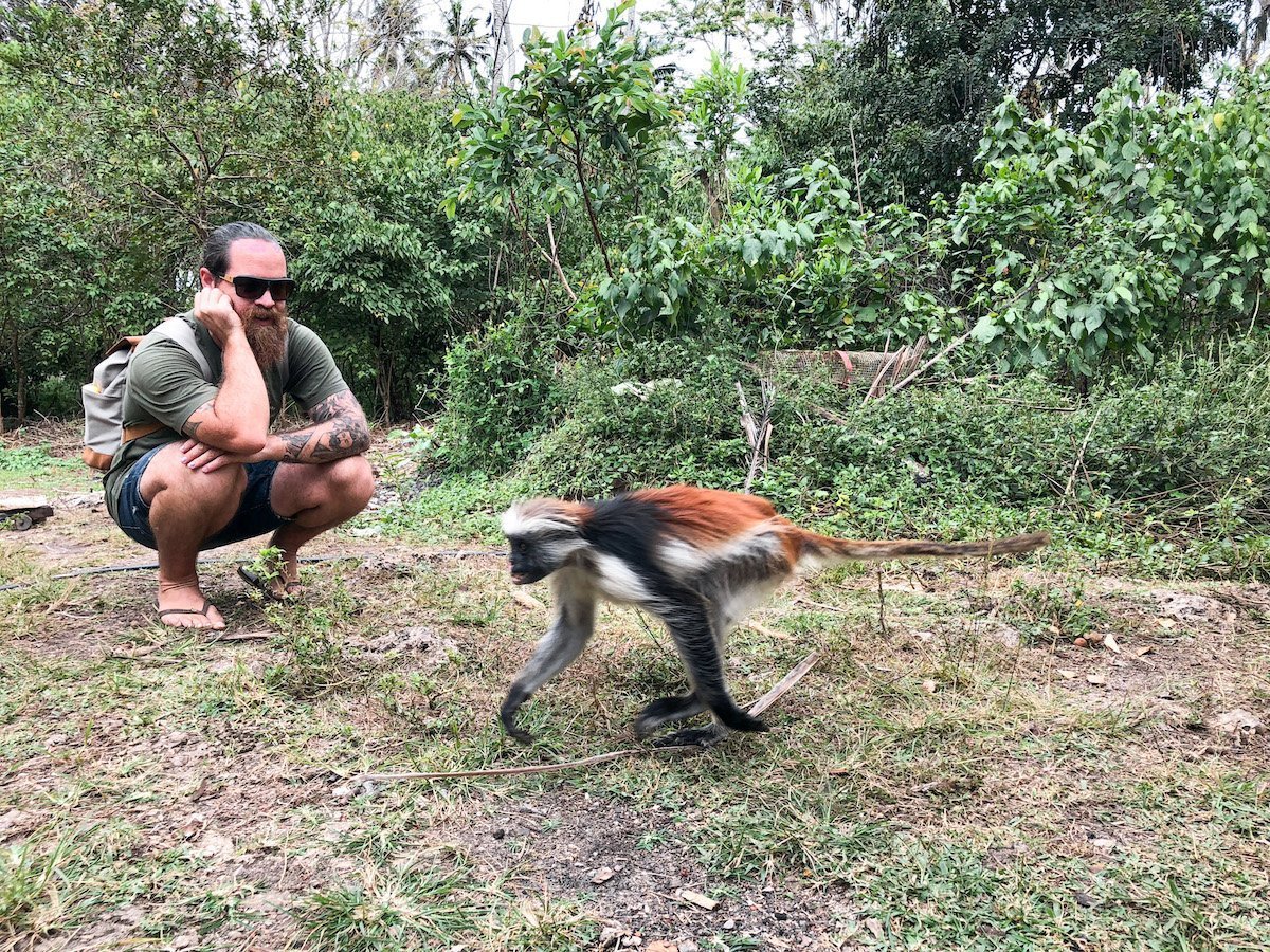 Red colobus monkey of Zanzibar. Wildlife tour in Jozani Forest Reserve