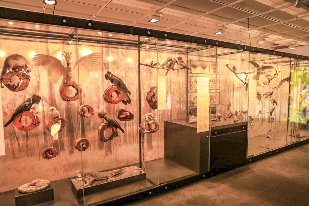 Queensland Museum - exploring Brisbane on a budget