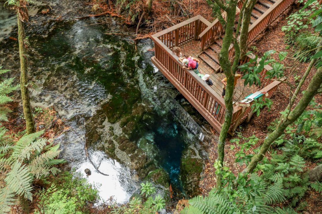 Best places to visit in the North Island, New Zealand - Hamurana Springs, Rotorua