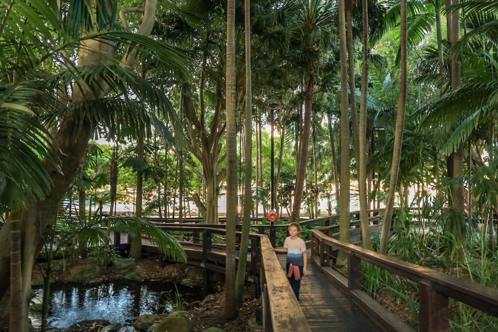 Sub tropical rainforest in Brisbane city - exploring Brisbane on a budget
