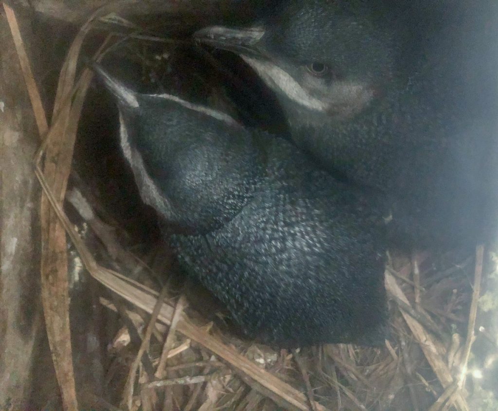 Shorebird the Blue Penguin nesting on Tiritiri Matangi