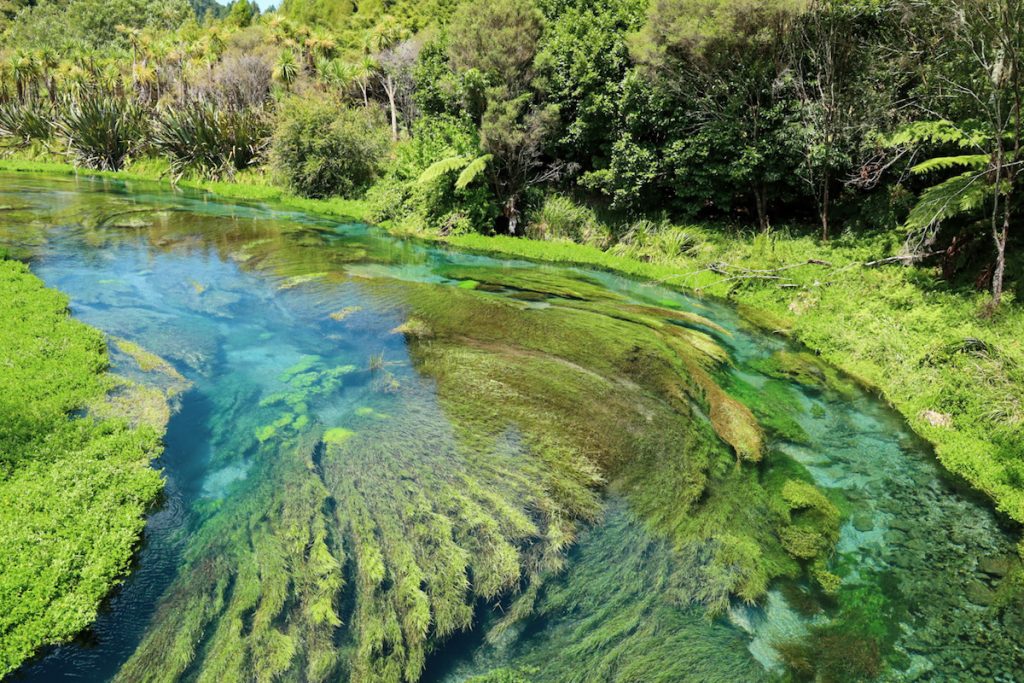 Best places to visit in the North Island, New Zealand - Putaruru Blue Springs