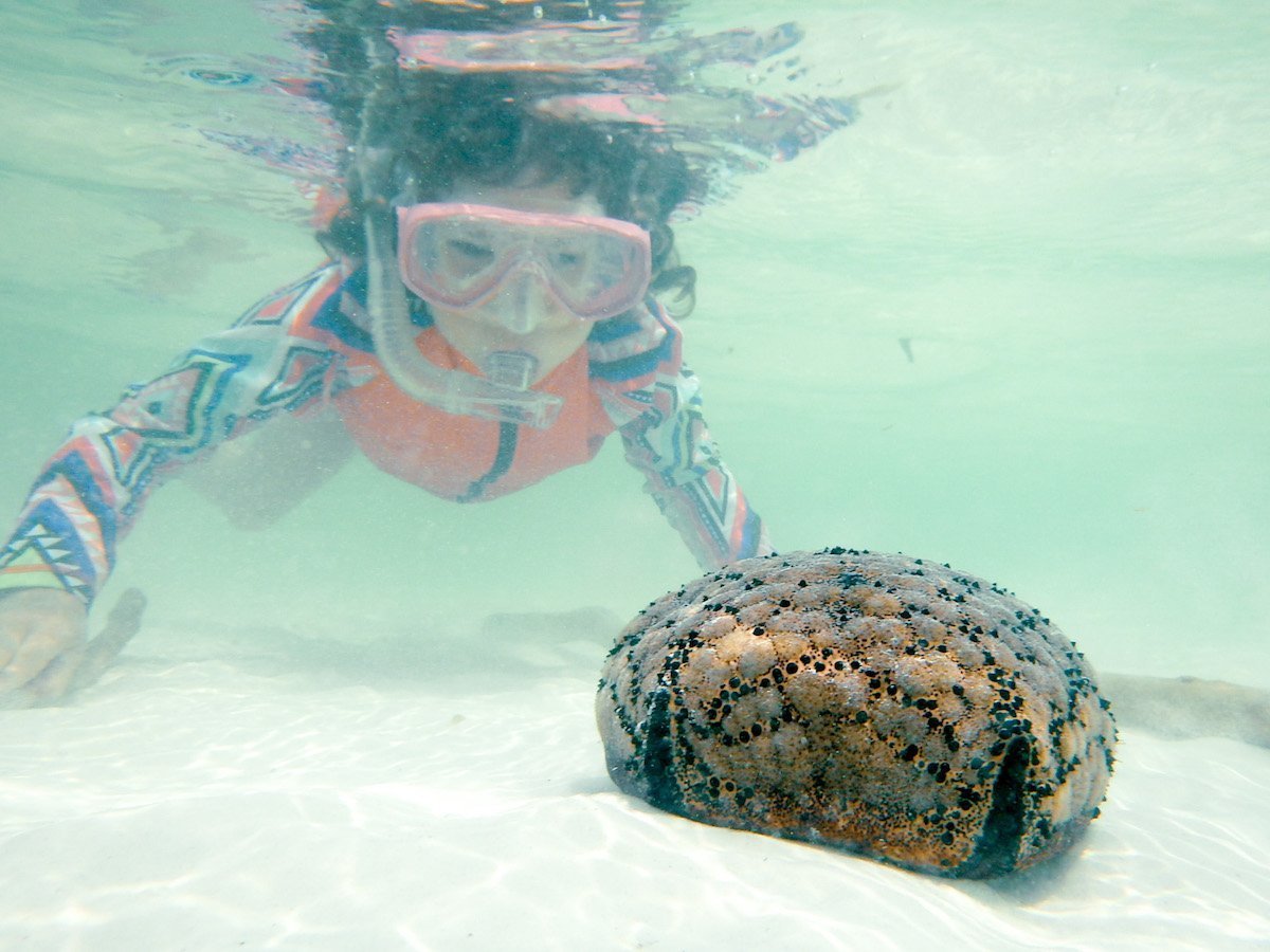 Giant starfish, reef walk, top things to do in Zanzibar.