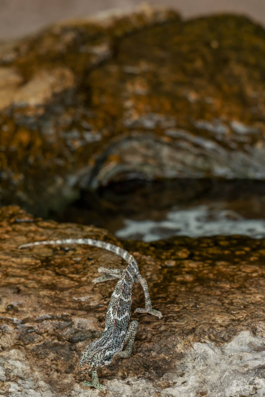 A chameleon poses for a photo on the island of Socotra