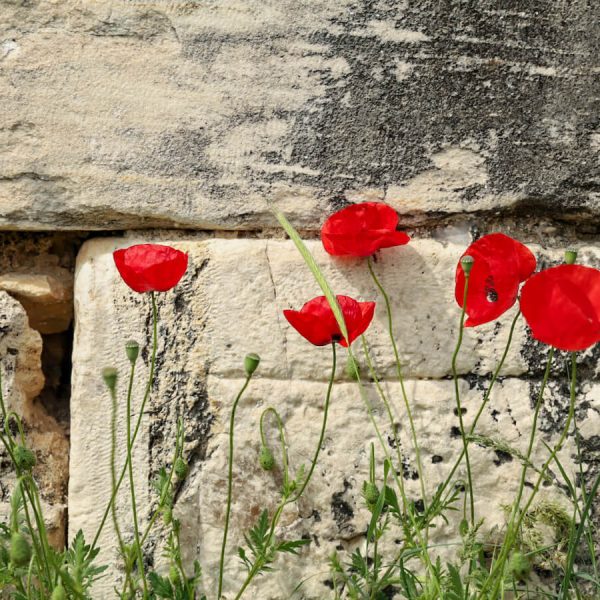 Red Poppies on our visit to ANZAC Cove in Gallipoli Turkey