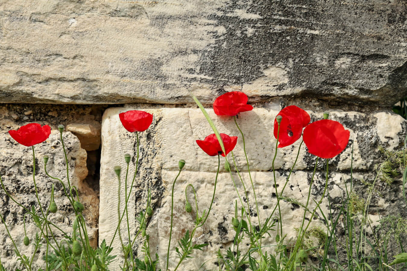 Red Poppies on our visit to ANZAC Cove in Gallipoli Turkey