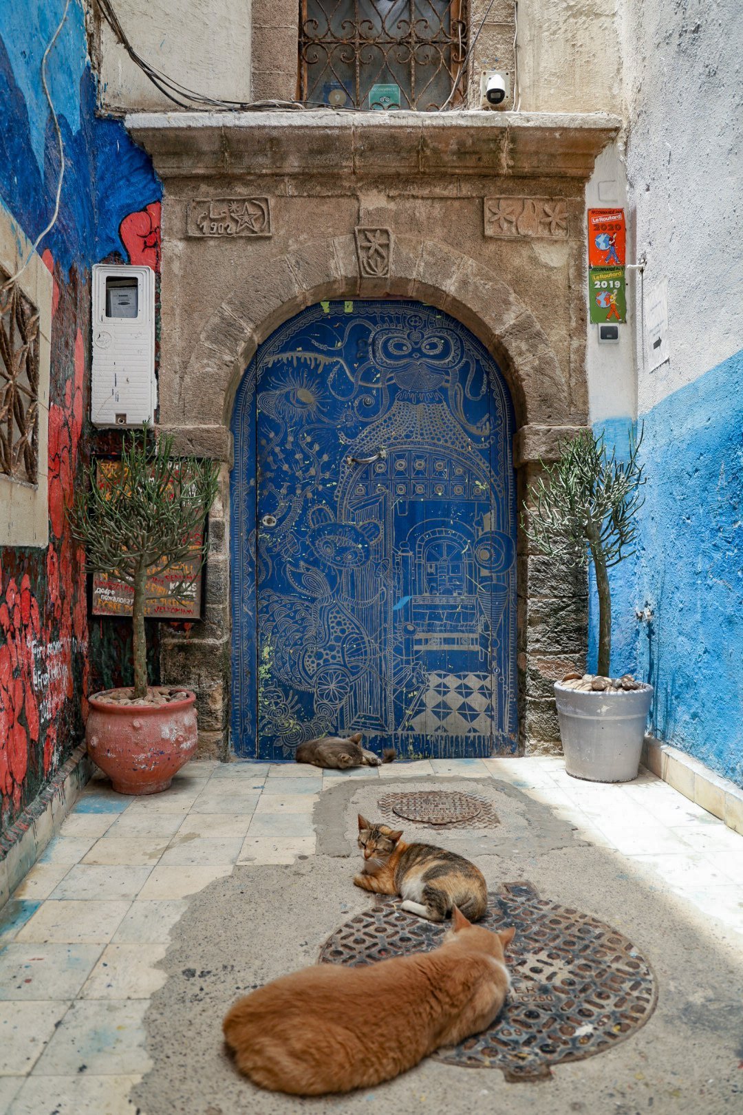 Cats sleep in front of the front door of the Chill Art Hostel