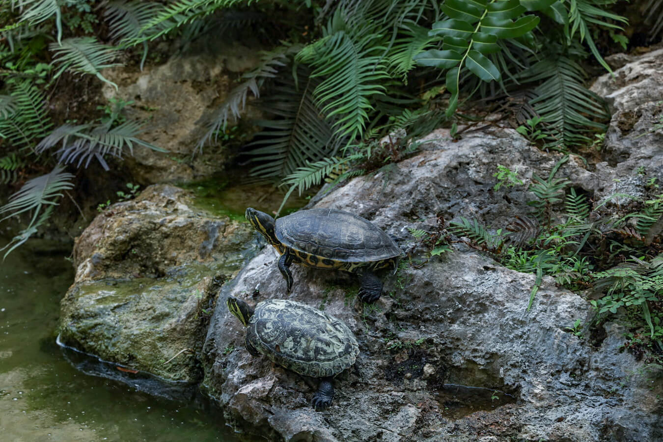 Terrapins at the green recently renovated entrance at Hacienda Selva Maya, near Valladolid