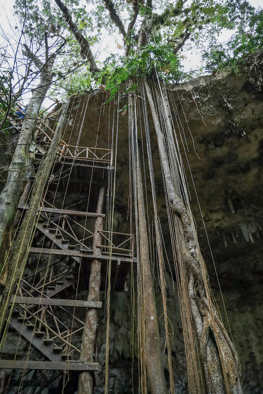 The incredible tree roots that drop from the cenote edge into the small island inside Sac Aua. One of the best cenotes in Valladolid and the Yucatan.