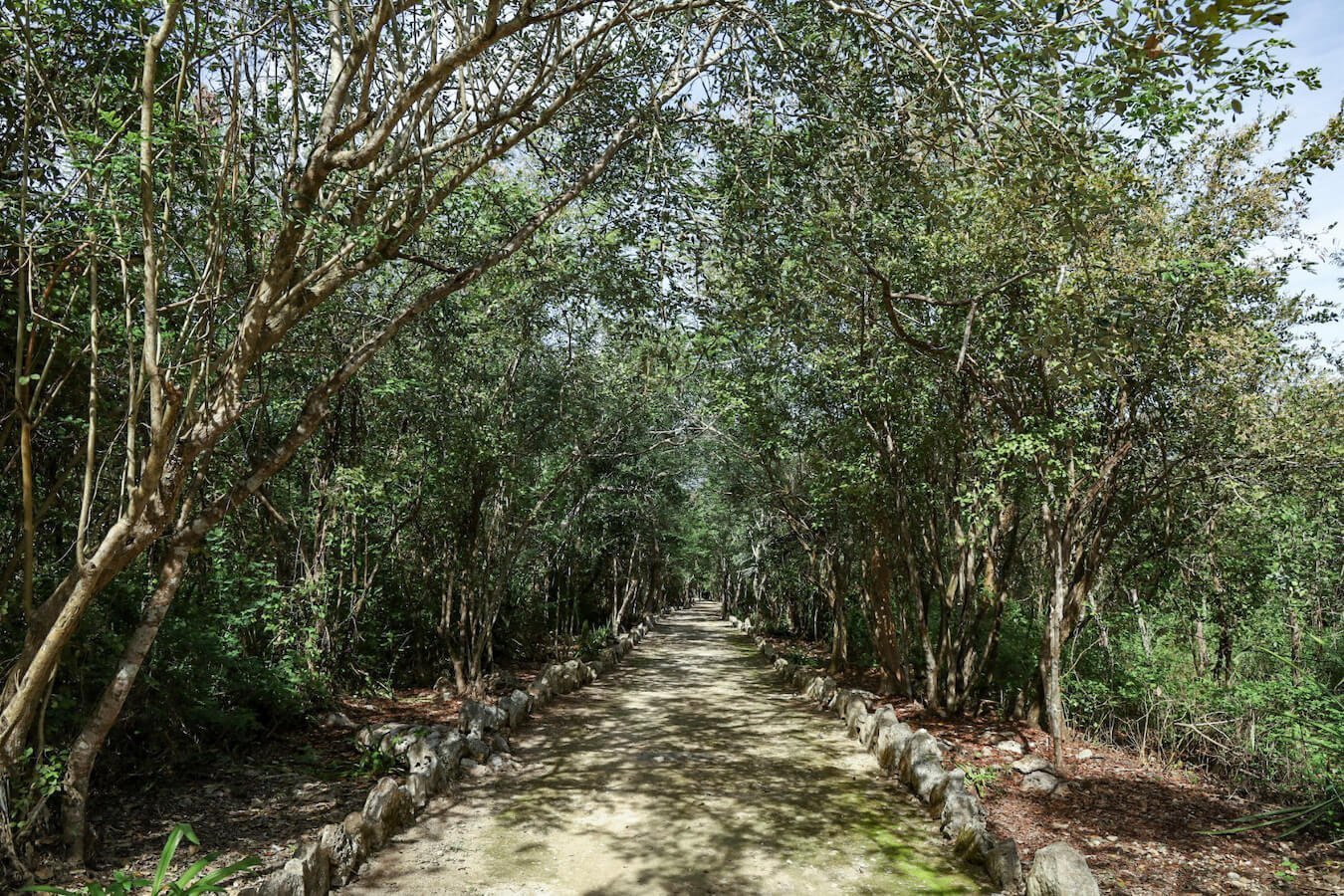 The path and short walk leading towards the entrance of Sac Aua Cenote.