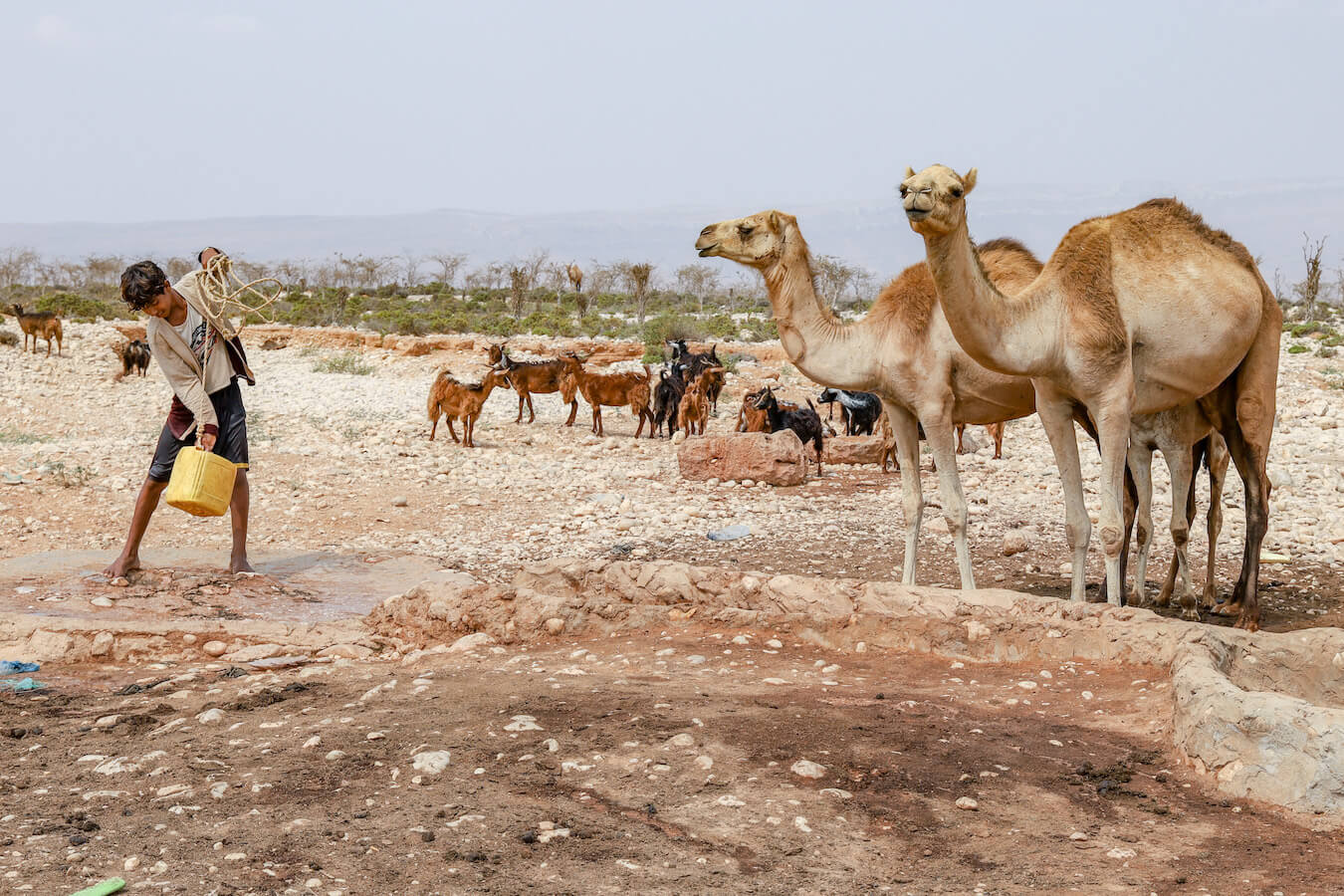 young boy collects water from the well for his camels in Socotra