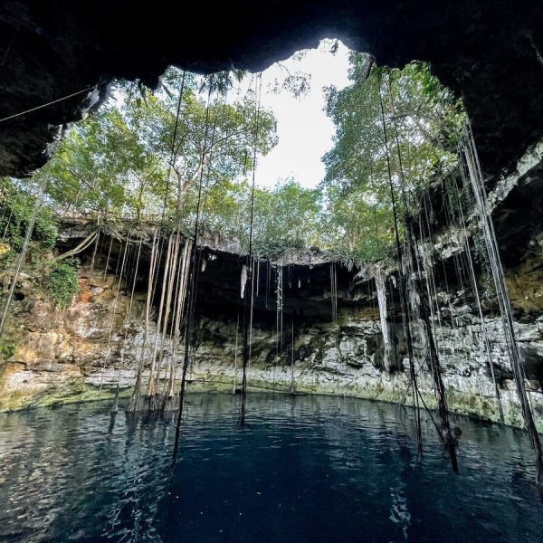 Cenote Secreto Maya at Valladolid in Mexico, which is one of the most beautiful cenotes to visit. The trees hang down from the open ceiling of the cenote.