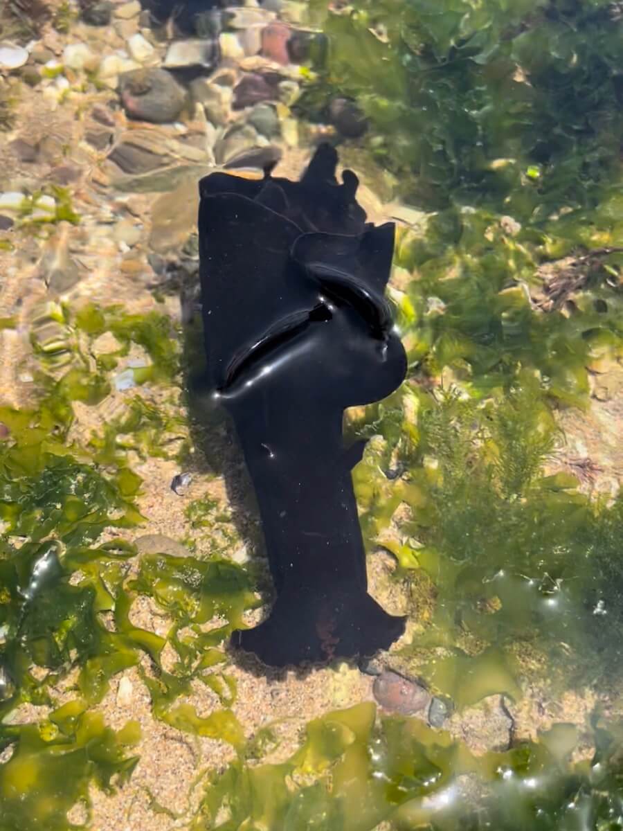 Nudibranch swimming in the rock pools in Sidi Kaouki