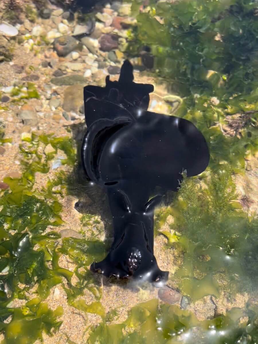 Nudibranch swimming in the rock pools in Sidi Kaouki