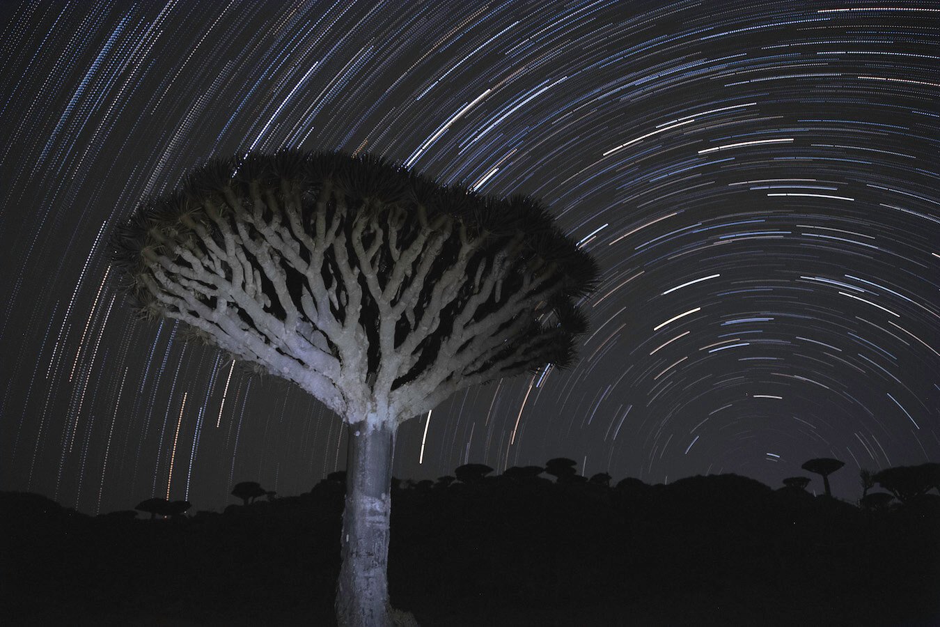 Dragon Blood Star trail - travel to Socotra