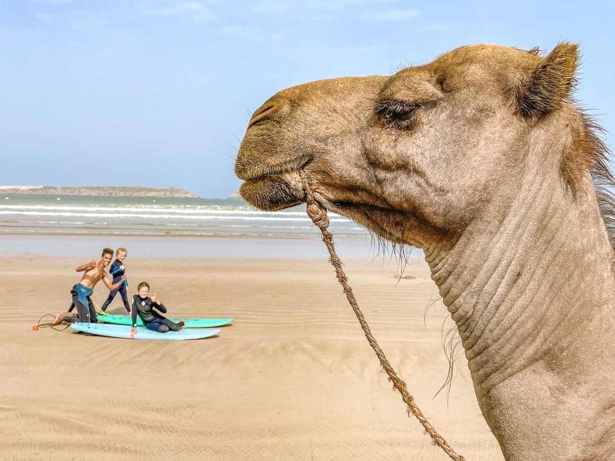 A camel on the beach in Morocco sits patiently while kids get ready for a surfing lesson in Essaouira - one of the best things to do in the windy city.
